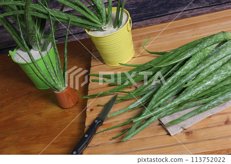 Fresh Raw Aloe Vera on Table After Harvest 113752022