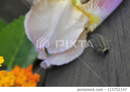 Fuzzy Caterpillar on Wooden Fence With Purple Flowers in Background. Fuzzy Caterpillar on Wooden Fence With Purple Flowers in Background. 113752147