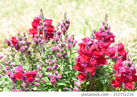 Goldfish (goldfish grass) Goldfish (goldfish grass) 113752210