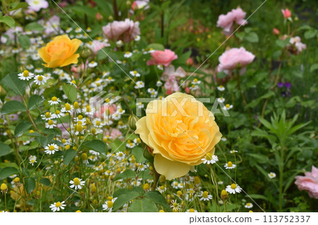 黃玫瑰和洋甘菊的集合 黃玫瑰和洋甘菊的集合 113752337