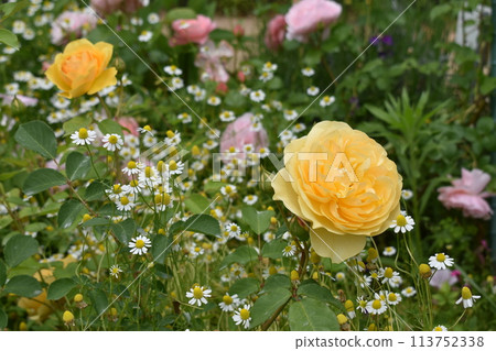 黃玫瑰和洋甘菊的集合 黃玫瑰和洋甘菊的集合 113752338