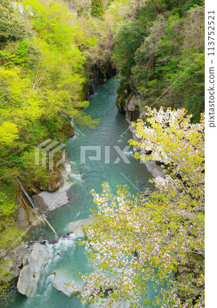 從石川縣白山市手取峽谷的風呂橋眺望風呂峽的春天景色 113752521