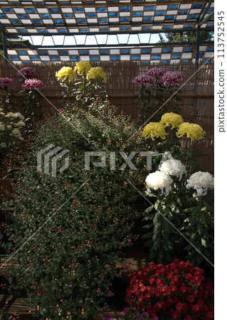 福山城菊花展綻放絢麗光芒 福山城菊花展綻放絢麗光芒 113752545
