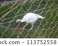 White farm bird of a turkey walking behind a fence 113752558