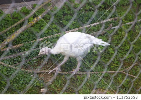 White farm bird of a turkey walking behind a fence White farm bird of a turkey walking behind a fence 113752558