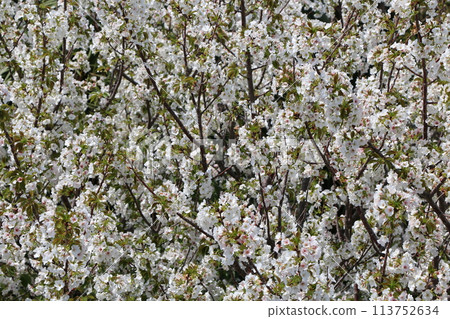 Flowers 113752634