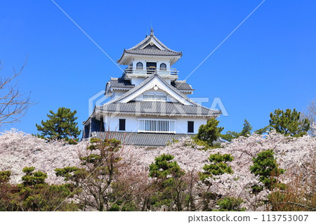 [滋賀郡] 長濱城天守閣和晴天盛開的櫻花（東洋公園） 113753007