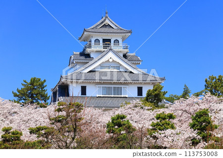 [滋賀郡] 長濱城天守閣和晴天盛開的櫻花（東洋公園） 113753008