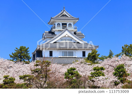 [Shiga Prefecture] Nagahama Castle tower and cherry blossoms in full bloom on a clear day (Toyo Park) 113753009