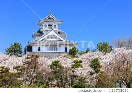 [Shiga Prefecture] Nagahama Castle tower and cherry blossoms in full bloom on a clear day (Toyo Park) 113753011