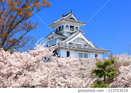 [Shiga Prefecture] Nagahama Castle tower and cherry blossoms in full bloom on a clear day (Toyo Park) 113753019