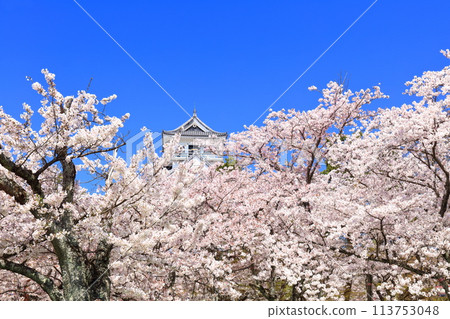 [滋賀郡] 長濱城天守閣和晴天盛開的櫻花（東洋公園） 113753048