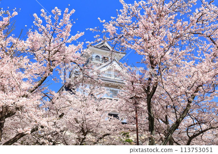 [滋賀郡] 長濱城天守閣和晴天盛開的櫻花（東洋公園） 113753051