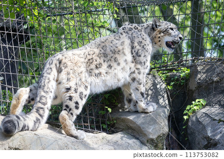 Snow leopard roaring on a rock 113753082