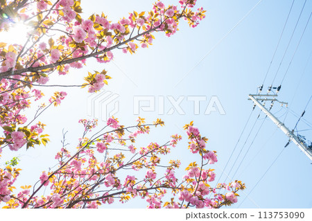 Sakura that shines in the blue sky Sakura that shines in the blue sky 113753090