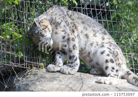 Snow leopard rubbing its head against a fence 113753097