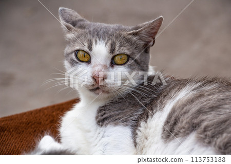 gray and white country cat looks into the camera with expressive eyes 113753188