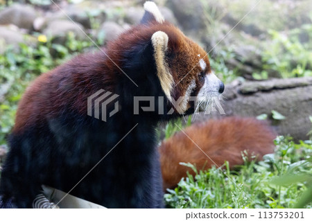 小熊貓的配置文件 113753201