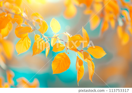 Close-up shot of Autumn leaves with bokeh lights background, vibrant colors Close-up shot of Autumn leaves with bokeh lights background, vibrant colors 113753317