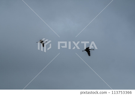 two birds are flying in a cloudy sky 113753366