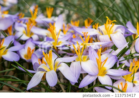 Purple flowers with yellow centers bloom in the grass Purple flowers with yellow centers bloom in the grass 113753417