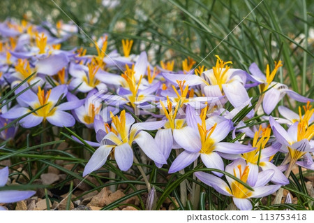 Purple and yellow flowers bloom in grass, adding color to the groundcover Purple and yellow flowers bloom in grass, adding color to the groundcover 113753418