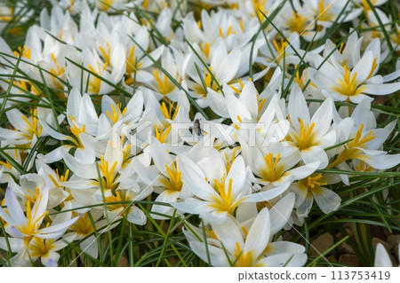White flowers with yellow centers bloom as groundcover in the grass White flowers with yellow centers bloom as groundcover in the grass 113753419