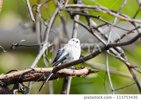Long-tailed long-tailed perching on a branch 113753430