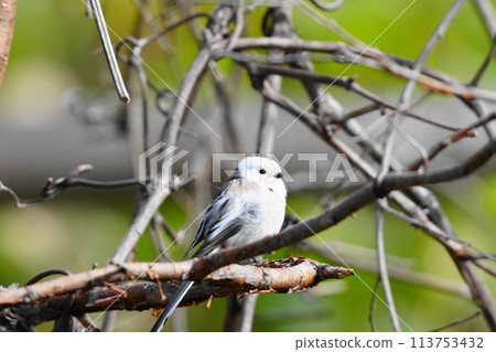 Long-tailed long-tailed perching on a branch Long-tailed long-tailed perching on a branch 113753432