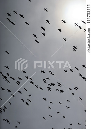 Image of cormorants moving in groups Image of cormorants moving in groups 113753555