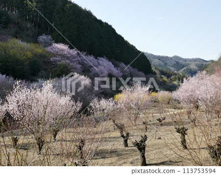 桃源鄉(埼玉縣小川町) 桃源鄉(埼玉縣小川町) 113753594