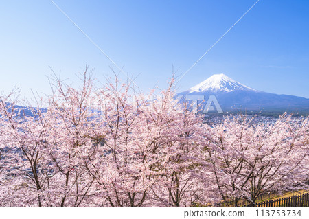 Spring at Arakurayama Sengen Park: Cherry blossoms in full bloom and Mt. Fuji [Fujiyoshida City, Yamanashi Prefecture] 113753734