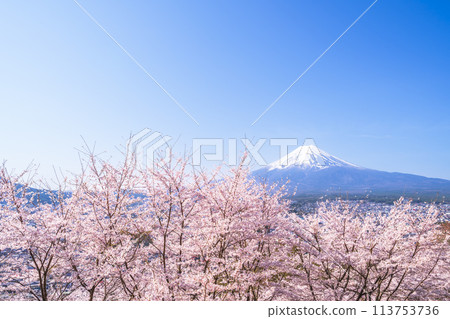春天的新倉山淺間公園、盛開的櫻花和富士山【山梨縣富士吉田市】 113753736