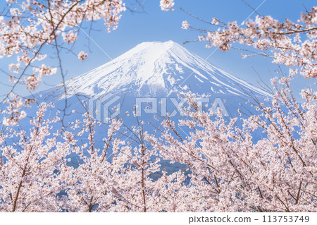 Cherry blossoms in full bloom and Mt. Fuji [Fujiyoshida City, Yamanashi Prefecture] 113753749
