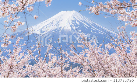 Mount Fuji surrounded by cherry blossoms [Spring image] 113753750