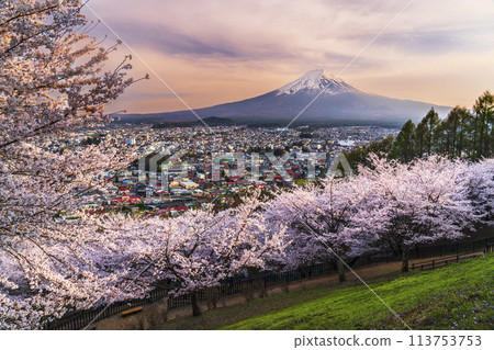 Arakurayama Sengen Park at dusk - Mt. Fuji as seen from the cherry blossoms of Arakurayama [Fujiyoshida City, Yamanashi Prefecture] 113753753