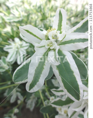 Hatsuyukisou Hatsuyukisou 113753868