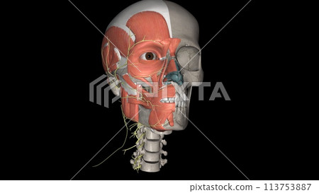 Head, Nerves and muscles 113753887