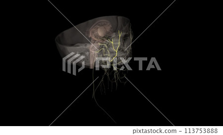 The auriculotemporal nerve is a branch of the mandibular division of the trigeminal nerve The auriculotemporal nerve is a branch of the mandibular division of the trigeminal nerve 113753888