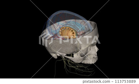 Caudate nucleus, Putamen 113753889