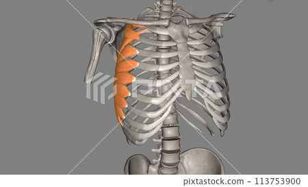 The serratus anterior is a muscle of the anterior chest wall. It forms the medial border of the axilla region The serratus anterior is a muscle of the anterior chest wall. It forms the medial border of the axilla region 113753900