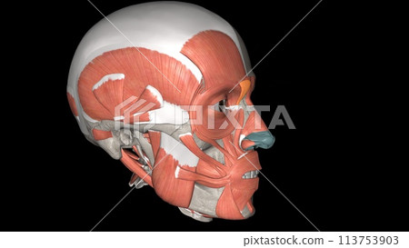 The depressor supercilii is an eye muscle of the human body The depressor supercilii is an eye muscle of the human body 113753903