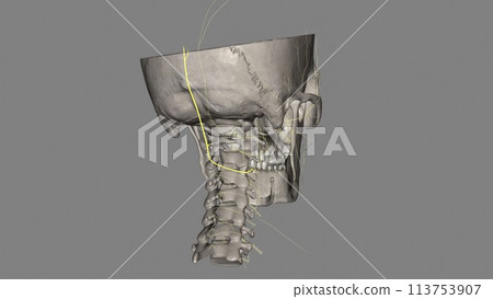 The third occipital nerve is the superficial medial branch of C3 dorsal ramus 113753907