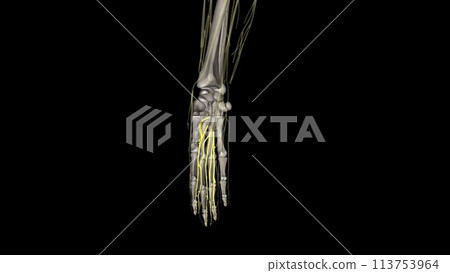 Proper palmar digital nerves of the median nerve 113753964