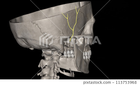 The auriculotemporal nerve is a branch of the mandibular division of the trigeminal nerve The auriculotemporal nerve is a branch of the mandibular division of the trigeminal nerve 113753968