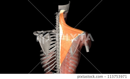 The trapezius is a broad, flat, superficial muscle extending from the cervical to thoracic region 113753971