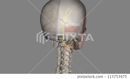 The greater occipital nerve is a nerve of the head 113753975