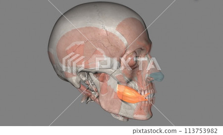 The buccinator compresses the cheeks against the teeth and is used in acts such as blowing The buccinator compresses the cheeks against the teeth and is used in acts such as blowing 113753982