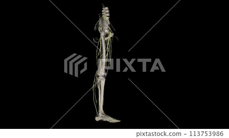 Nerves of the Lower Limb ; femoral cutaneous, lateral, lumbar plexus 113753986