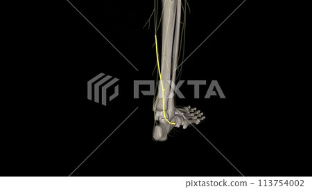 The sural nerve is purely sensory and it supplies sensation to the lower lateral leg, lateral heel, ankle and dorsal lateral foot 113754002